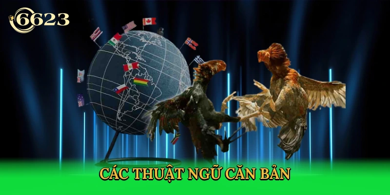 cac-thuat-ngu-can-ban
