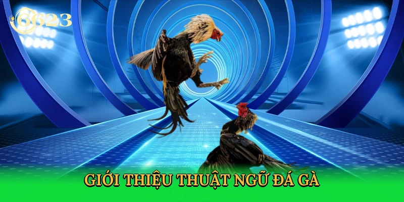 gioi-thieu-thuat-ngu-da-ga