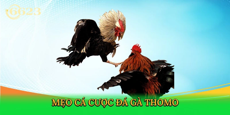 meo-ca-cuoc-da-ga-thomo